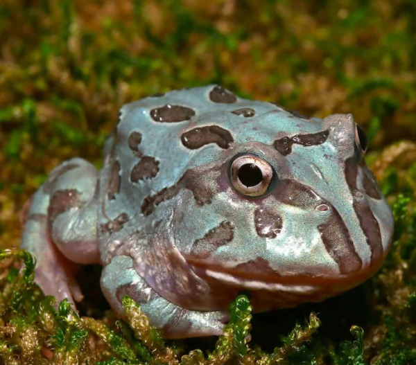 Mutant Blue Metal Pacman Frog
