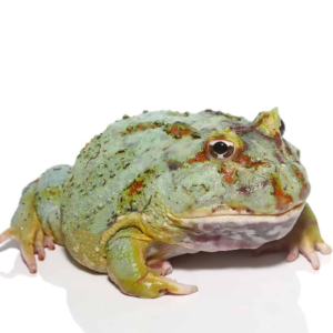 Adult Samurai Blue Pacman Frog