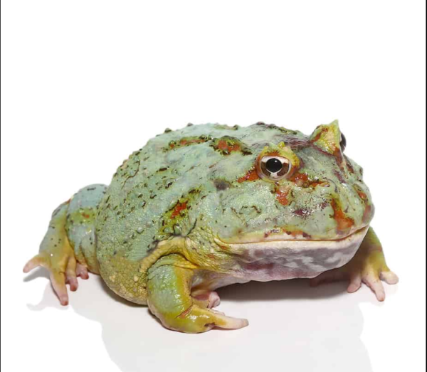 Adult Samurai Blue Pacman Frog