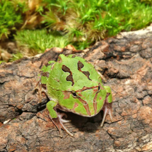 Green Fantasy Pacman Frog