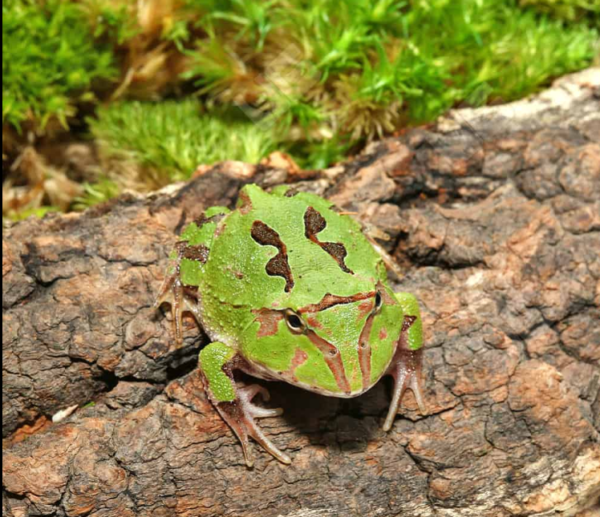 Green Fantasy Pacman Frog