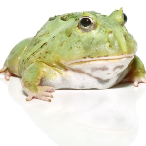 Juvenile Matcha Pacman Frog