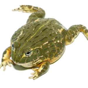 Juvenile Giant Pixie Frog