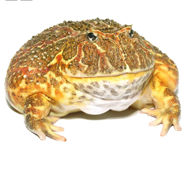 Adult High Red Ornate Pacman Frog