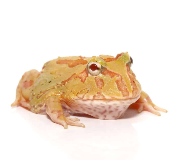 Spot Patternless Albino Pacman Frog