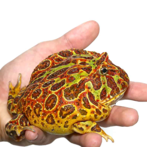Adult Red Ornate Pacman Frog