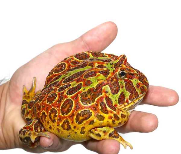 Adult Red Ornate Pacman Frog