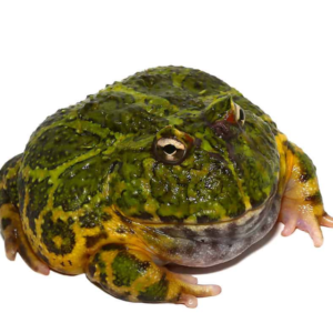 Green Ornate Dragon Wing Pacman Frog