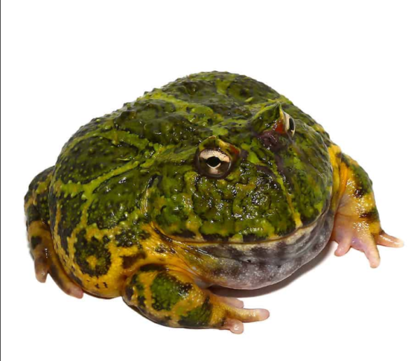 Green Ornate Dragon Wing Pacman Frog