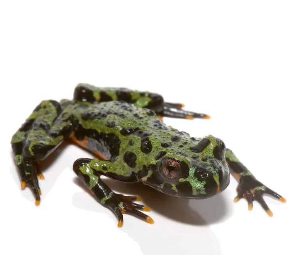 Firebelly Toad for sale