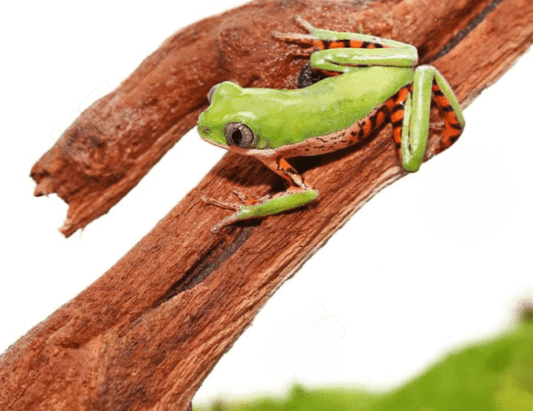 Tigerleg Monkey Tree Frog