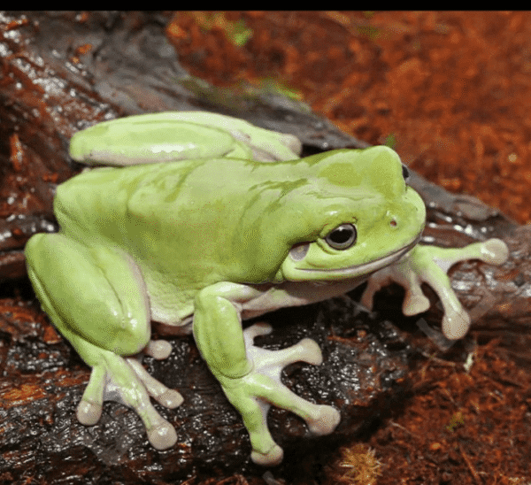 Dumpy Tree Frog for sale