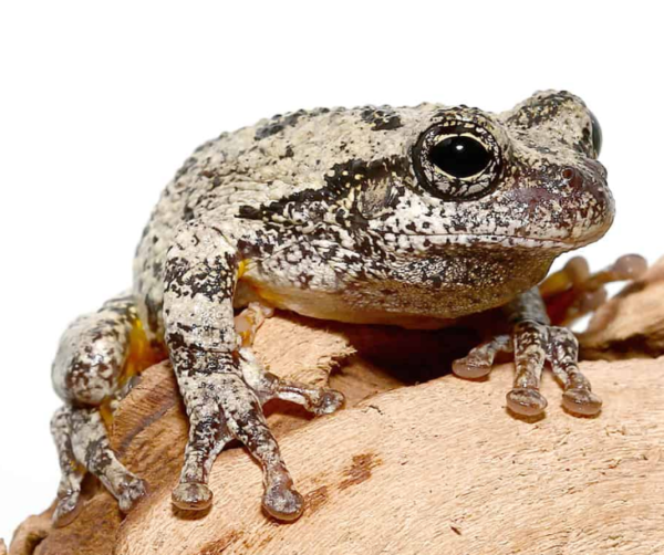 Nigerian Big Eye Tree Frog