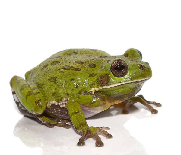 Barking Tree Frog for sale
