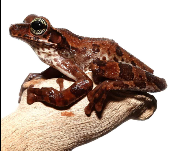 Manaus Slender-Legged Tree Frog