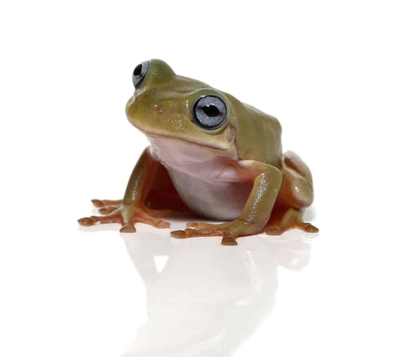 Australian Blue Eye Dumpy Tree Frog