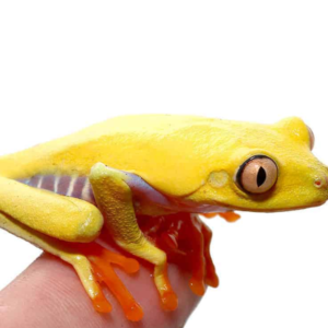 Lutino Red Eyed Tree Frog