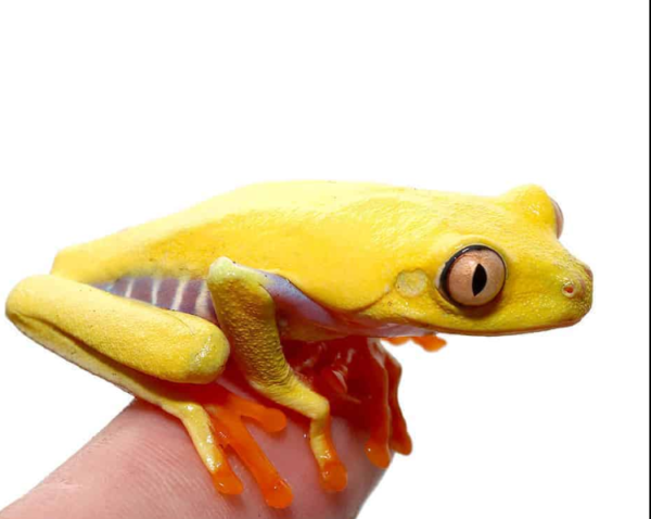Lutino Red Eyed Tree Frog