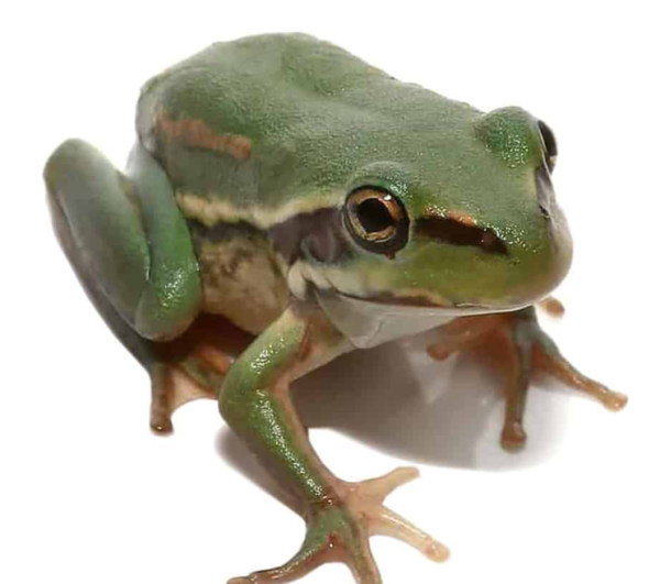 Australian Golden Bells Tree Frog