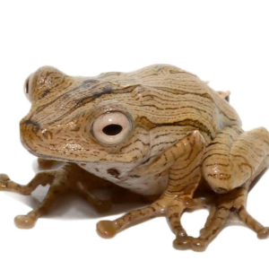Borneo Eared Frog for sale