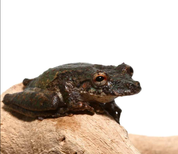 Spix’s Snouted Tree Frog