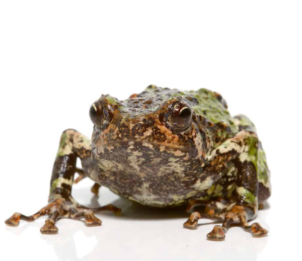 Spiny Rain Frog for sale