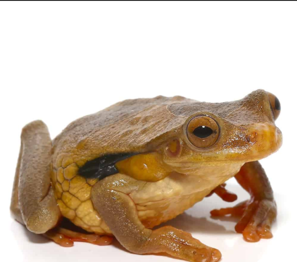 Suriname Golden Eye Tree Frog