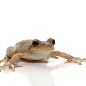 Copper Green Cuban Tree Frog