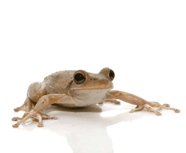 Copper Green Cuban Tree Frog