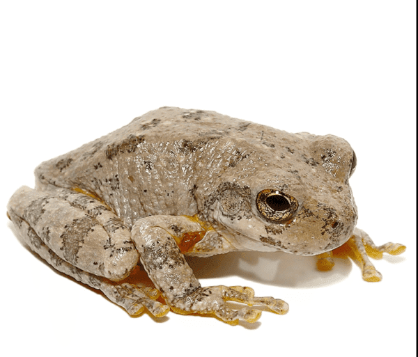 Canyon Tree Frog for sale