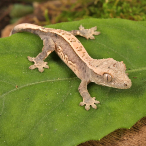 Dalmatian Lilly White Crested Gecko