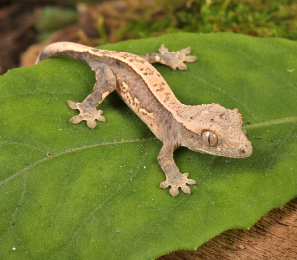 Dalmatian Lilly White Crested Gecko