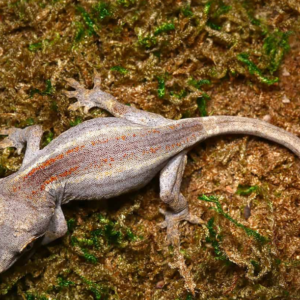 Baby Striped Gargoyle Gecko
