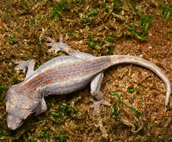Baby Striped Gargoyle Gecko