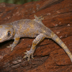 Baby Blotched Gargoyle Gecko
