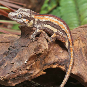 Baby Red Striped Gargoyle Gecko