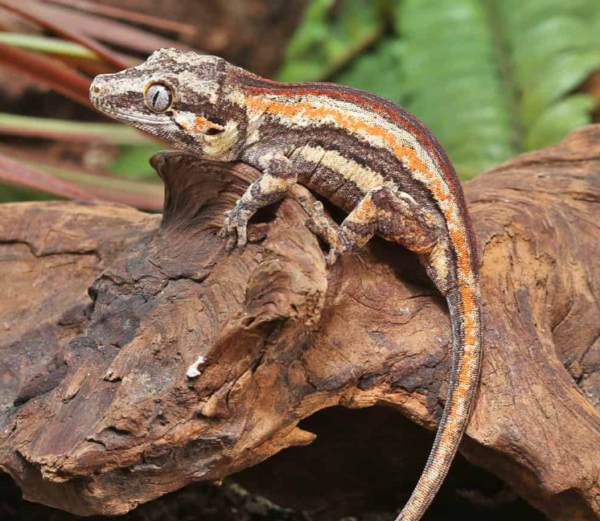 Baby Red Striped Gargoyle Gecko