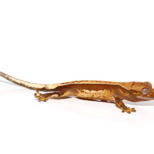 Baby Red Base Quadstripe Crested Gecko