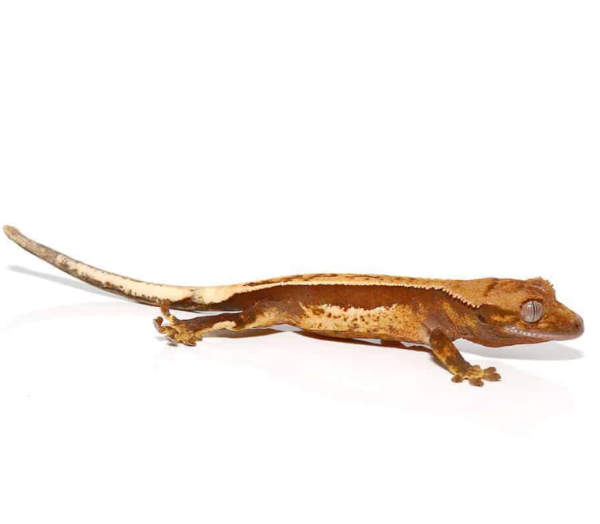 Baby Red Base Quadstripe Crested Gecko