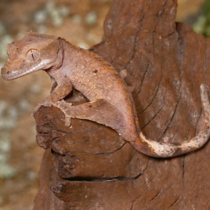 Juvenile Dalmatian Crested Gecko