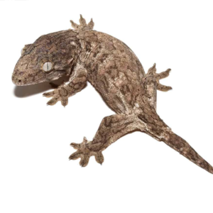 Juvenile GTX Leachianus Gecko
