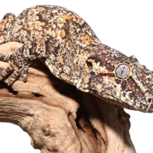 Adult Male Orange Blotched Gargoyle Gecko
