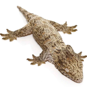 Baby Mt. Koghis Leachianus Gecko