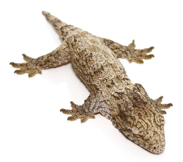 Baby Mt. Koghis Leachianus Gecko