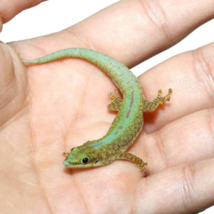 Robert Merten’s Day Gecko