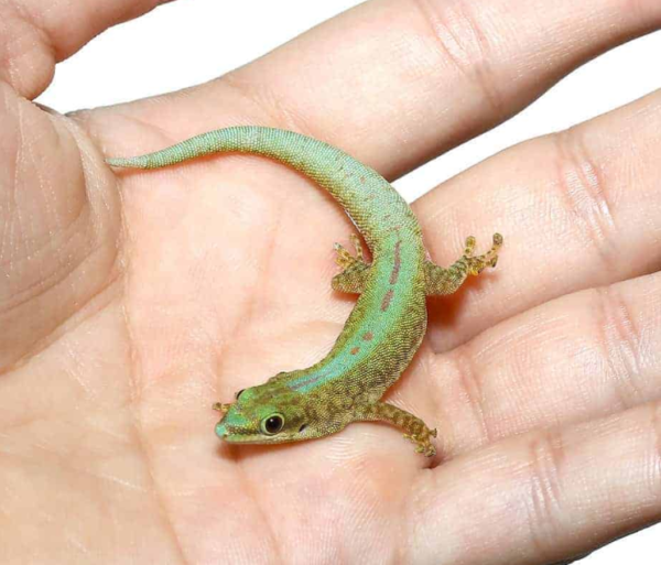 Robert Merten’s Day Gecko