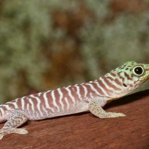 Baby Standings Day Gecko