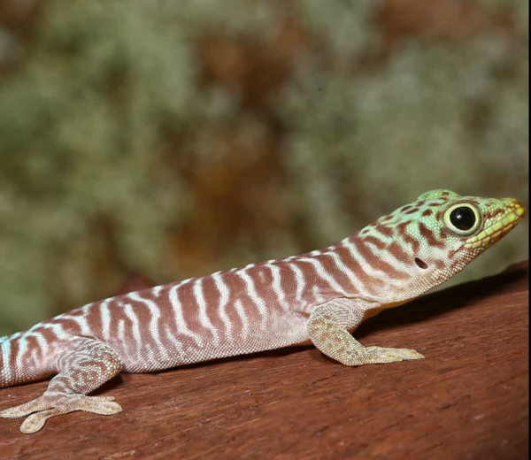 Baby Standings Day Gecko