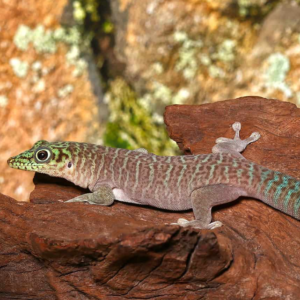 Juvenile Standings Day Gecko