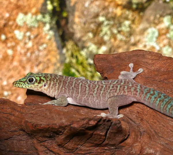 Juvenile Standings Day Gecko